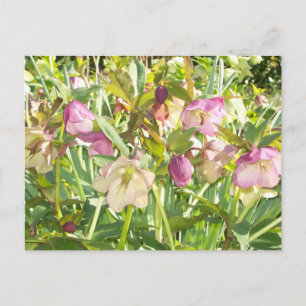 Lenten Roses Postcard