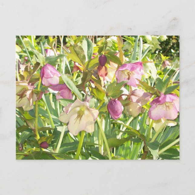 Lenten Roses Postcard (Front)