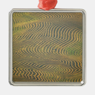 Lentil peas windrowed and awaiting harvest in metal ornament