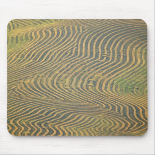 Lentil peas windrowed and awaiting harvest in mouse pad