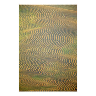 Lentil peas windrowed and awaiting harvest in photo print