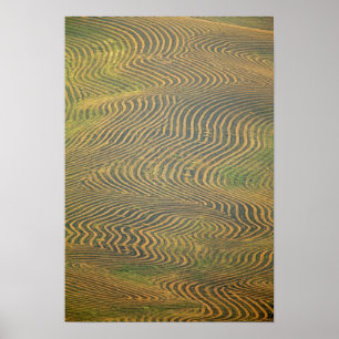 Lentil peas windrowed and awaiting harvest in poster