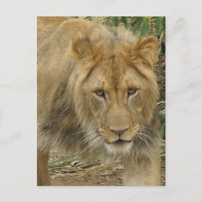 Leo the Lion Postcard (Front)