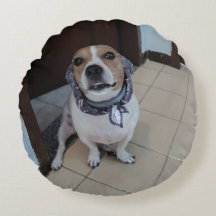 Leo the sweet and friendly jack russell