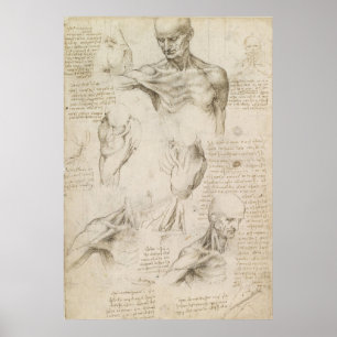 Leonardo Anatomical Drawing of Shoulder and Neck Poster