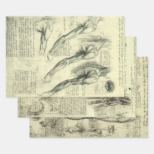 Leonardo da Vinci 3 different Human Anatomy Design Wrapping Paper Sheet