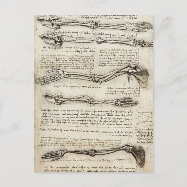 Leonardo da Vinci:Studies of the Arm by the Biceps Postcard (Front)