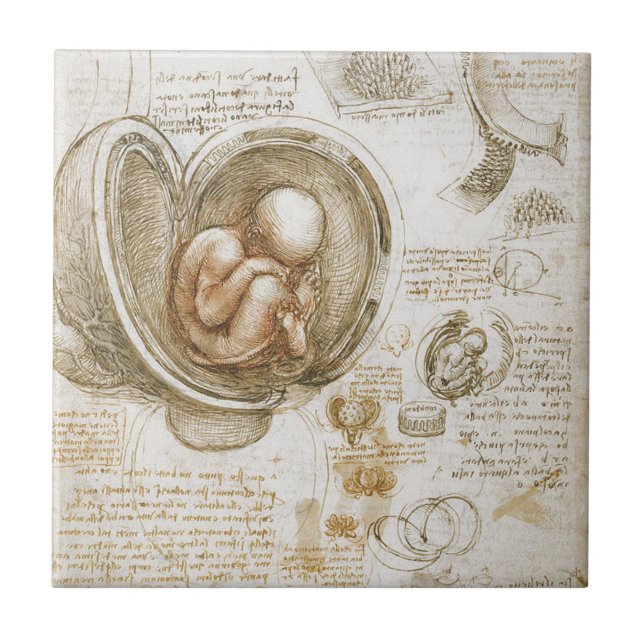 Leonardo da Vinci Studies of the Fetus in the Womb Tile (Front)