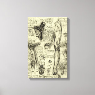 Leonardo da Vinci Vintage Human Anatomy Larynx Leg Canvas Print