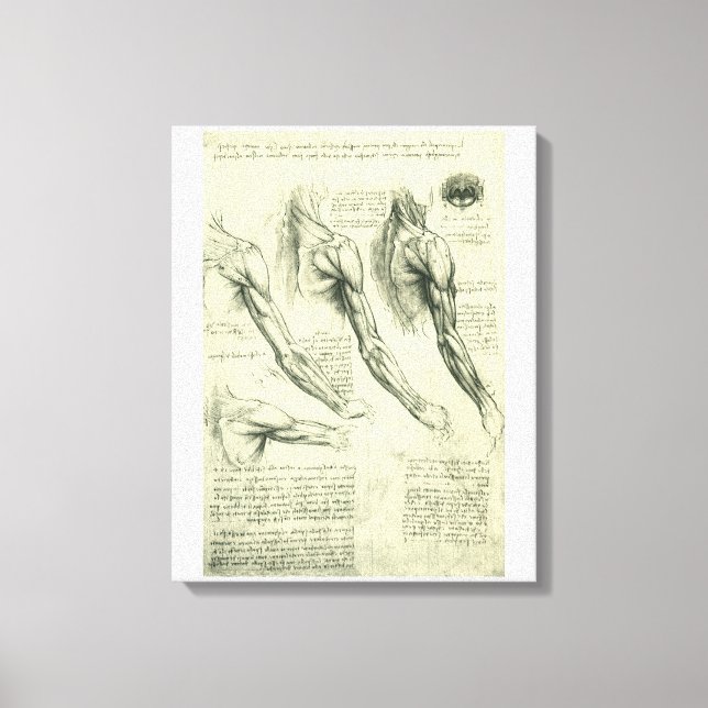 Leonardo da Vinci's Arm and Shoulder Anatomy Canvas Print (Front)