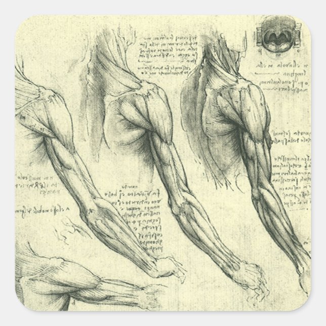 Leonardo da Vinci's Arm and Shoulder Anatomy Square Sticker (Front)