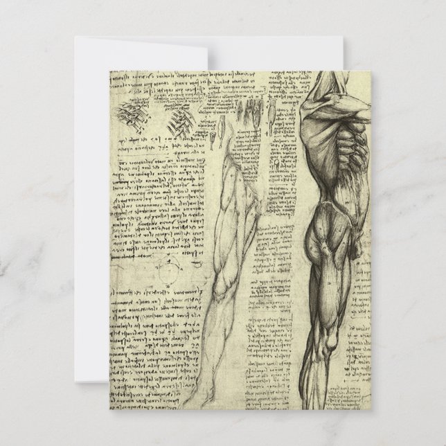 Leonardo da Vinci's Human Anatomy Male Muscles (Front)