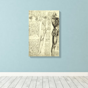 Leonardo da Vinci's Human Anatomy Male Muscles Canvas Print