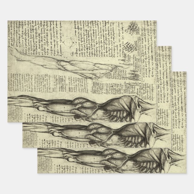 Leonardo da Vinci's Human Anatomy Male Muscles Wrapping Paper Sheet (Set)