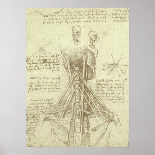 Leonardo da Vinci's Human Anatomy Spinal Column Poster (Front)
