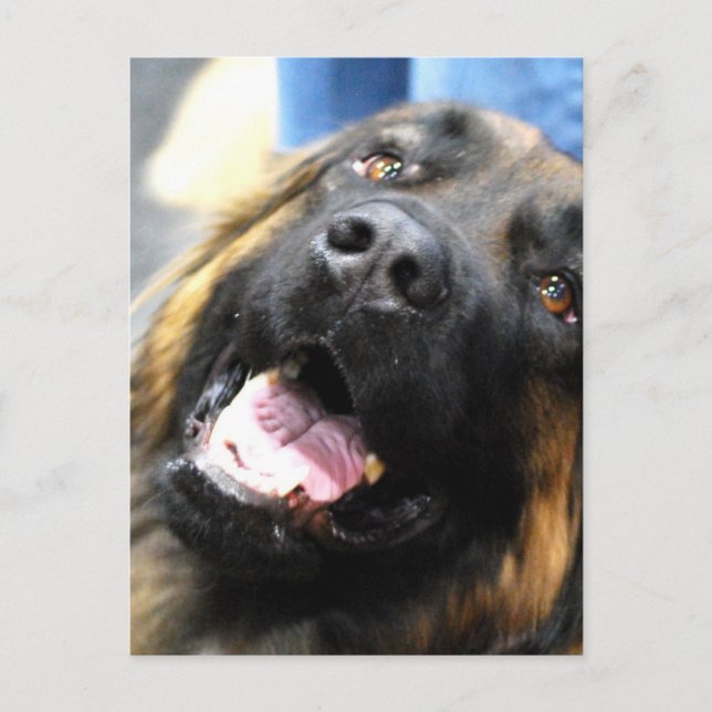 Leonberger  Postcard (Front)