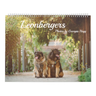 Leonbergers Calendar