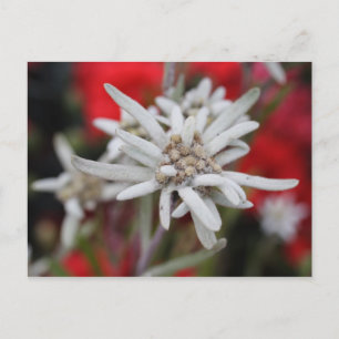 Leontopodium alpinum postcard