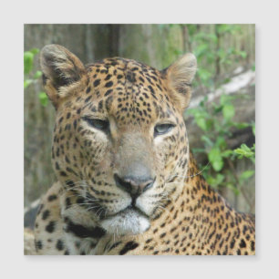 Leopard20151002