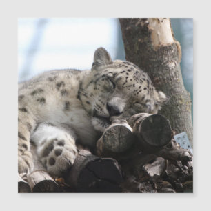 Leopard 002