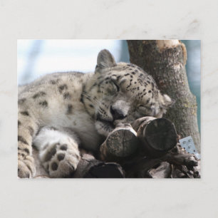 Leopard 002 postcard