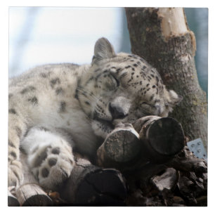 Leopard 002 tile
