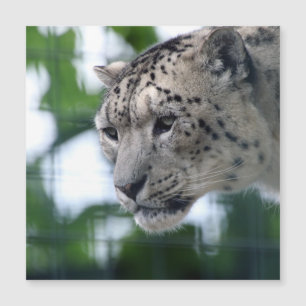 Leopard 003