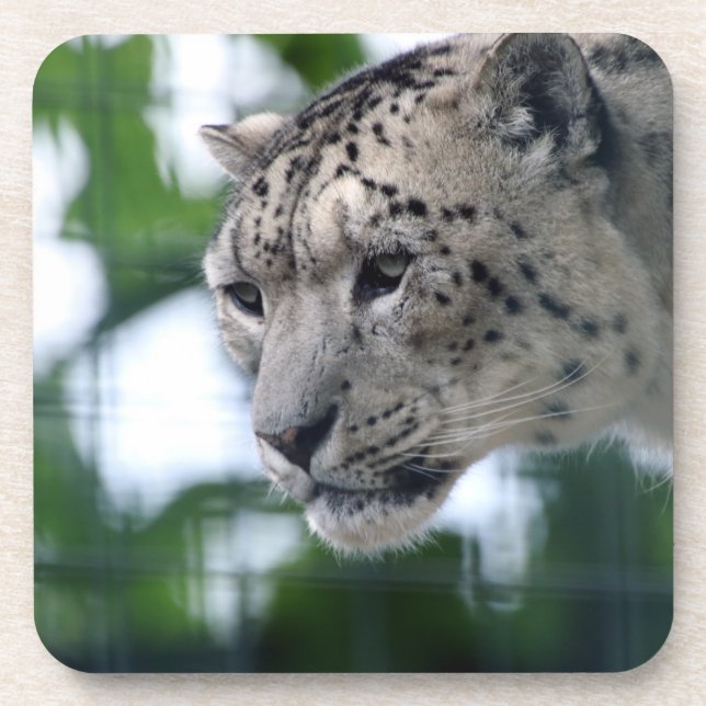 Leopard 003 coaster (Front)