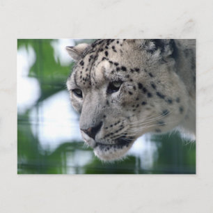 Leopard 003 postcard