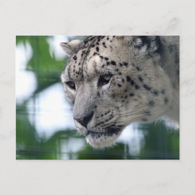 Leopard 003 postcard (Front)