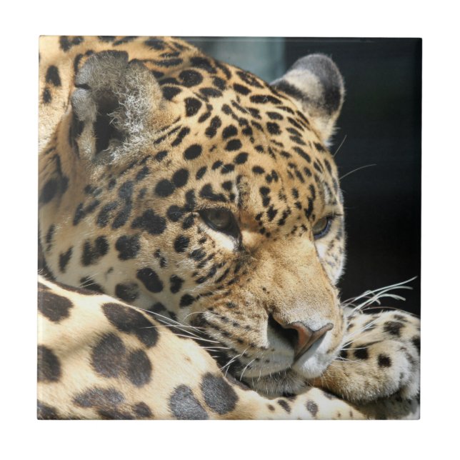 Leopard 004 tile (Front)