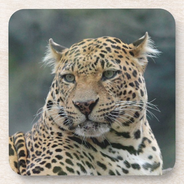 Leopard 006 coaster (Front)