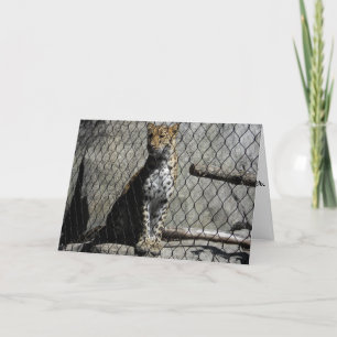 "Leopard #3" Birthday Card
