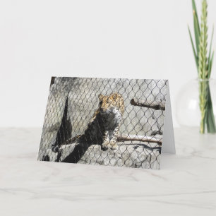 "Leopard #4" Get Well Card