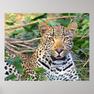 Leopard 6 poster