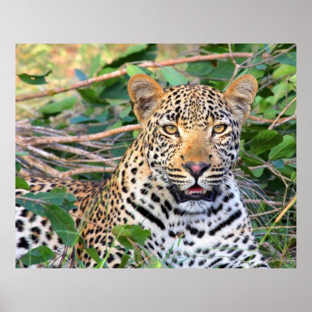 Leopard 6 poster (Front)