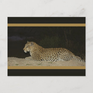 Leopard allongé sur la rive de sable carte postale
