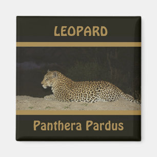 Leopard allongé sur la rive du sable magnets de la