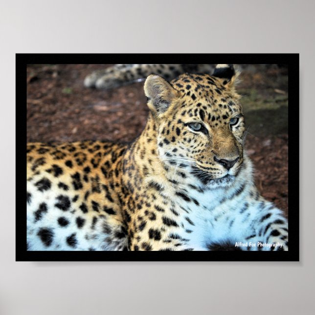 Leopard at Rest Poster (Front)