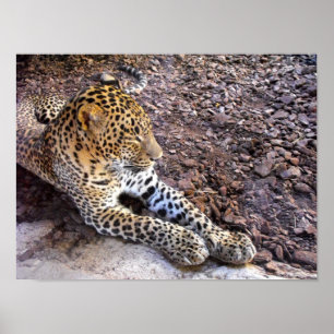 Leopard at rest poster