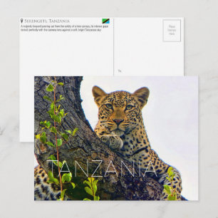 Léopard au Serengeti, Tanzanie Carte postale de vo