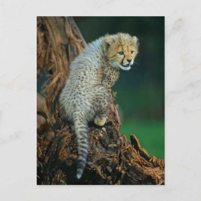 Leopard, Baby auf Baum, Postcard (Front)