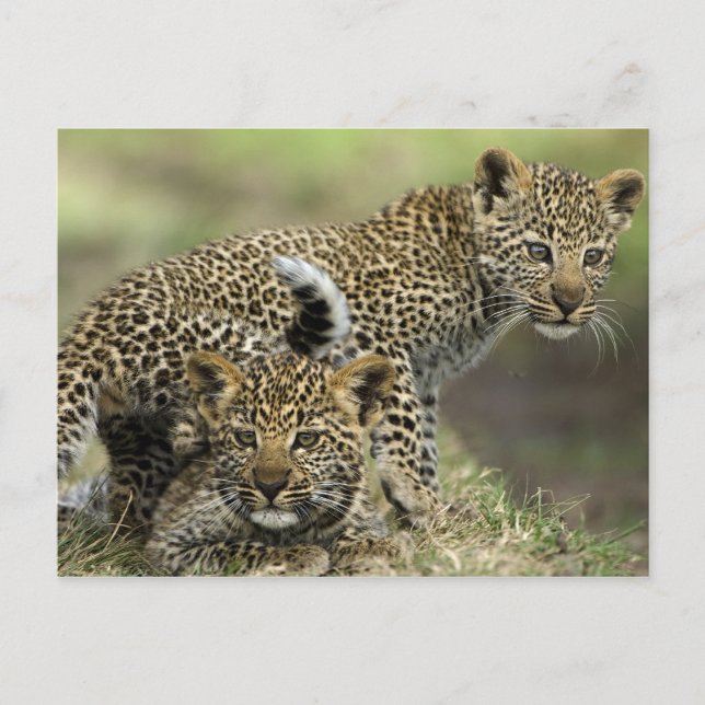 Leopard Babys Postcard (Front)