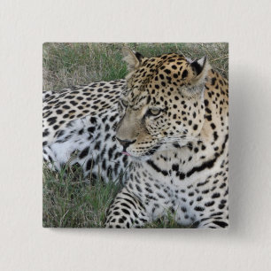 Leopard badge 2 inch square button
