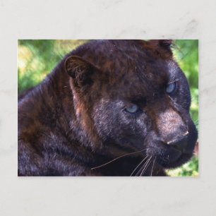 Leopard/black phase postcard