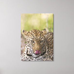 Leopard Canvas Print