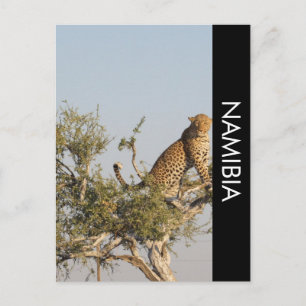 Léopard, carte postale de Namibie