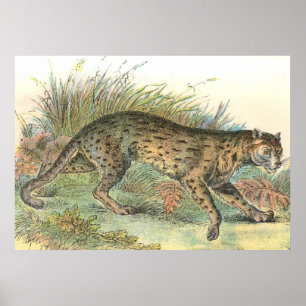 Leopard-Cat (Javan Variety) Felis javanensis Poster