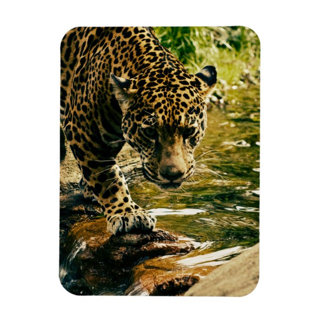 Leopard Crossing a Stream Photograph Magnet (Vertical)