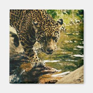 Leopard Crossing a Stream Photograph Magnet